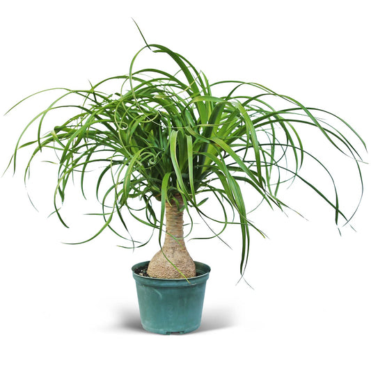 Live Ponytail Palm, Bottle Palm, Elephant Foot Tree, Rare Houseplant, Palm Tree Indoor Potted Plant, Birthday Gift, Housewarming Gift, Christmas Gift in 6" Pot