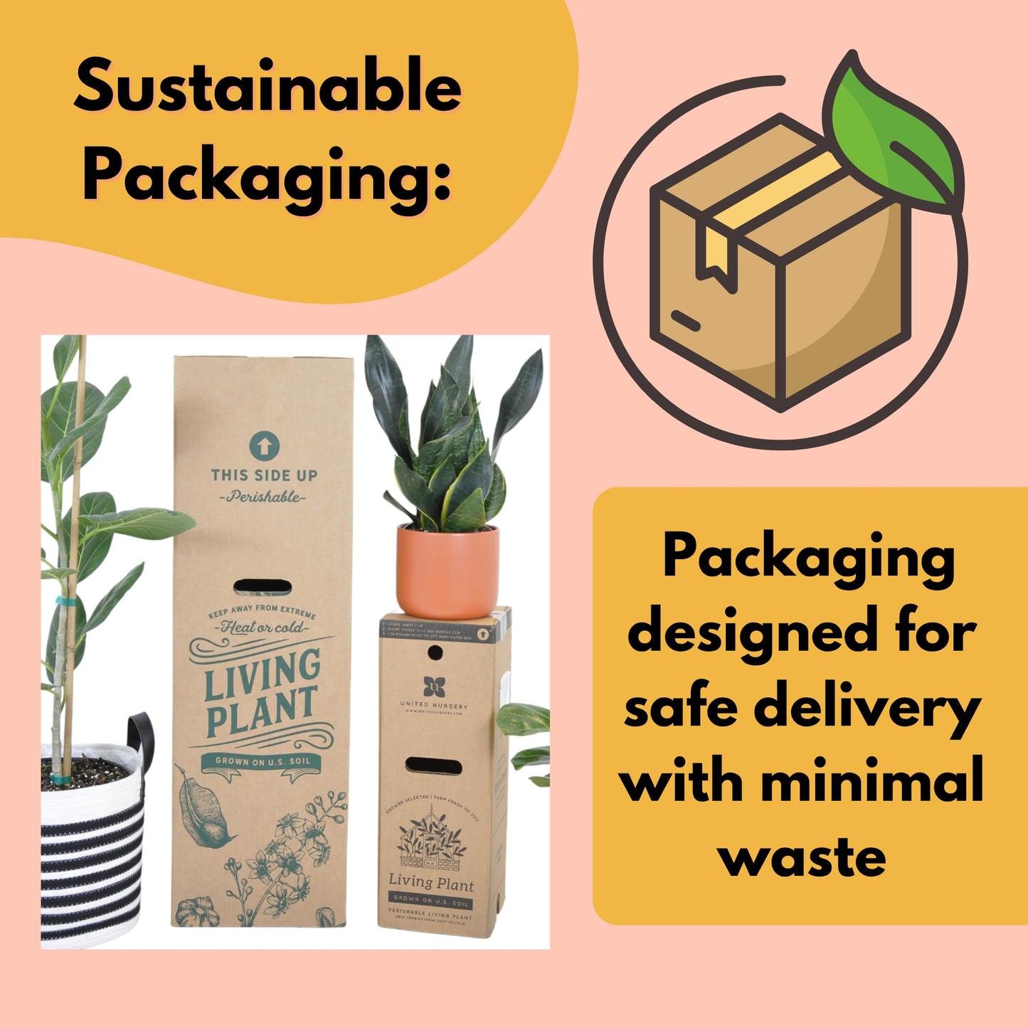 United Nursery Pink Anthurium Live Plant, 14–16 inch Tall in 6 inch Pot, Tropical Indoor Flowering House Plant with Pink Blooms for Office and Home Decor