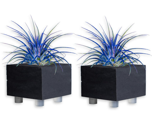 Air Plants - Tillandsia Ionantha - Organically Enhanced Color - Live Arrival Guaranteed - House Plants for Home Decor & Gift (Blue_Bell_2pk+2_Black Planters)