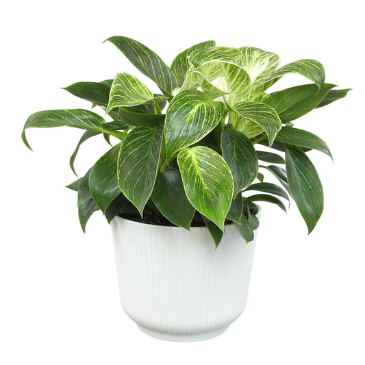 Variegated Philodendron Birkin House Plant Gift & Decor, Powerful Air Purifying Plant, Easy to Grow, Upright Philodendrons, Popular Live Indoor Plants, Includes 6" White Décor Pot, Unique Houseplants