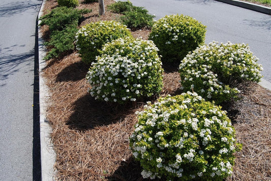 Viburnum Densa | 1 Extra Large Trade 3 Gallon Plant | Viburnum Obovatum 'Densa' | Live Compact Evergreen Shrub | Low-Maintenance Privacy Plants for Landscaping