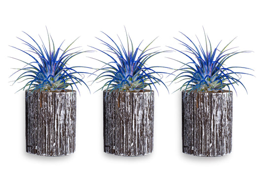 Air Plants - Tillandsia Ionantha - Organically Enhanced Color - Live Arrival Guaranteed - House Plants for Home Decor & Gift (3pk Blue Bell + White Barrels)