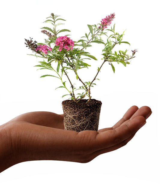 Buddleia Davidii Butterfly Bush Baby Buzz Lipstick Pink | 3 Live Plants | Fast Growing, Fragrant Blooms, Attracts Pollinators, Drought Tolerant, Low Maintenance, Long Blooming Season