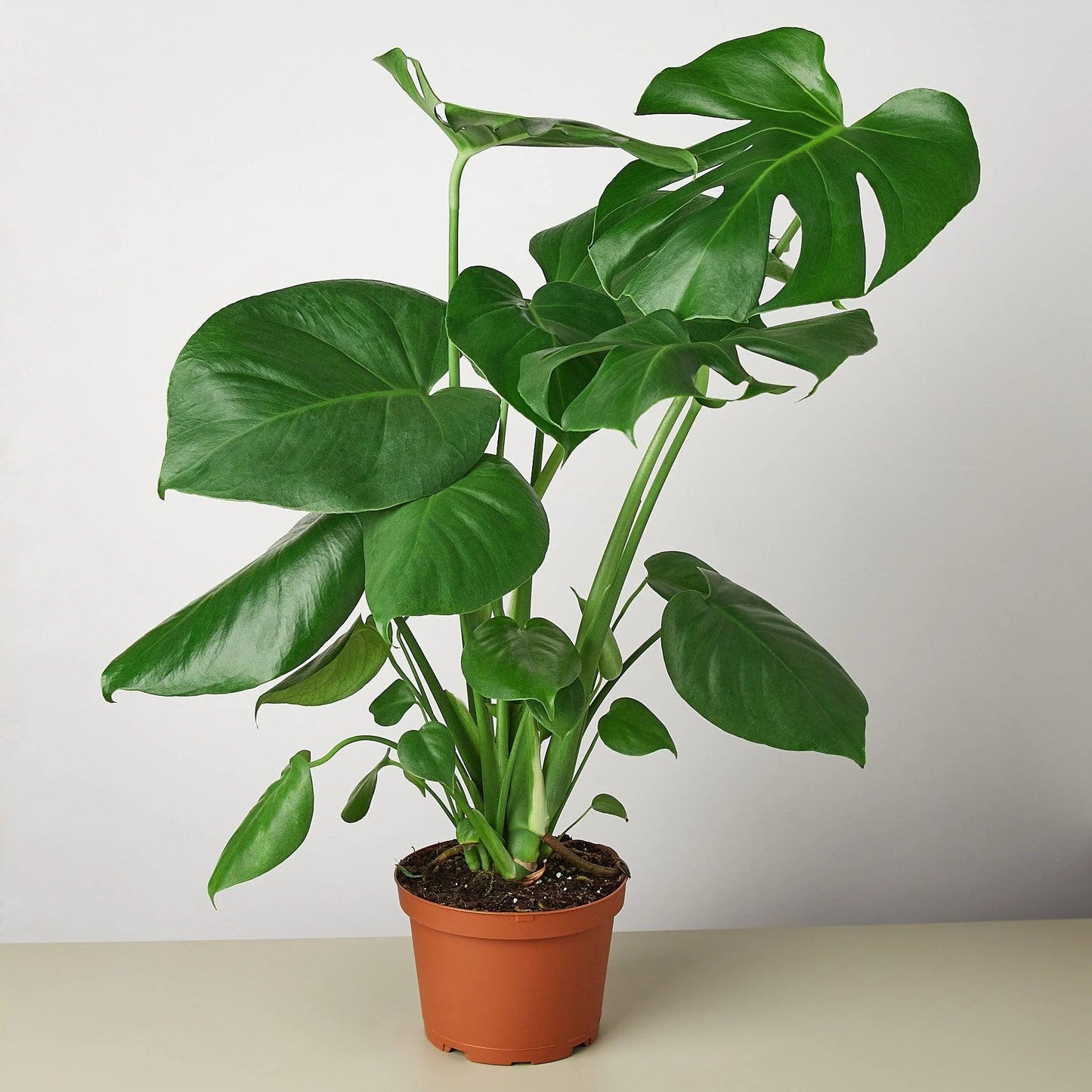 Philodendron Monstera Split-Leaf in 4in Pot - Live Plants Tropical Houseplants | Variegated | USA Growers | The Snobby Leaf