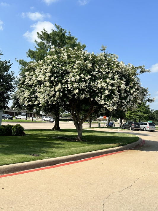 Natchez Crape Myrtle Tree Quart Containers, 6-12 Inches Tall | Fast-Growing, White Flowering Live Plant for Outdoor Landscape, Garden & Patio (6 Pack)