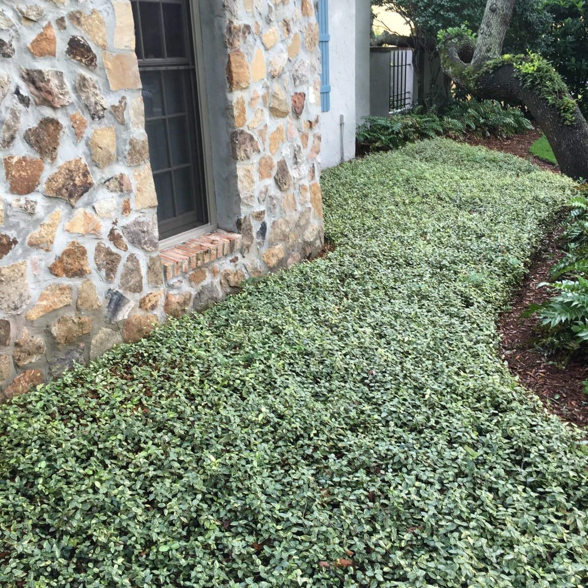 Jasmine Asiatic Variegated Plants | 30 Live 4 Inch Pots | Trachelospermum Asiaticum 'Variegata' | Fragrant Ground Cover | Evergreen Vine