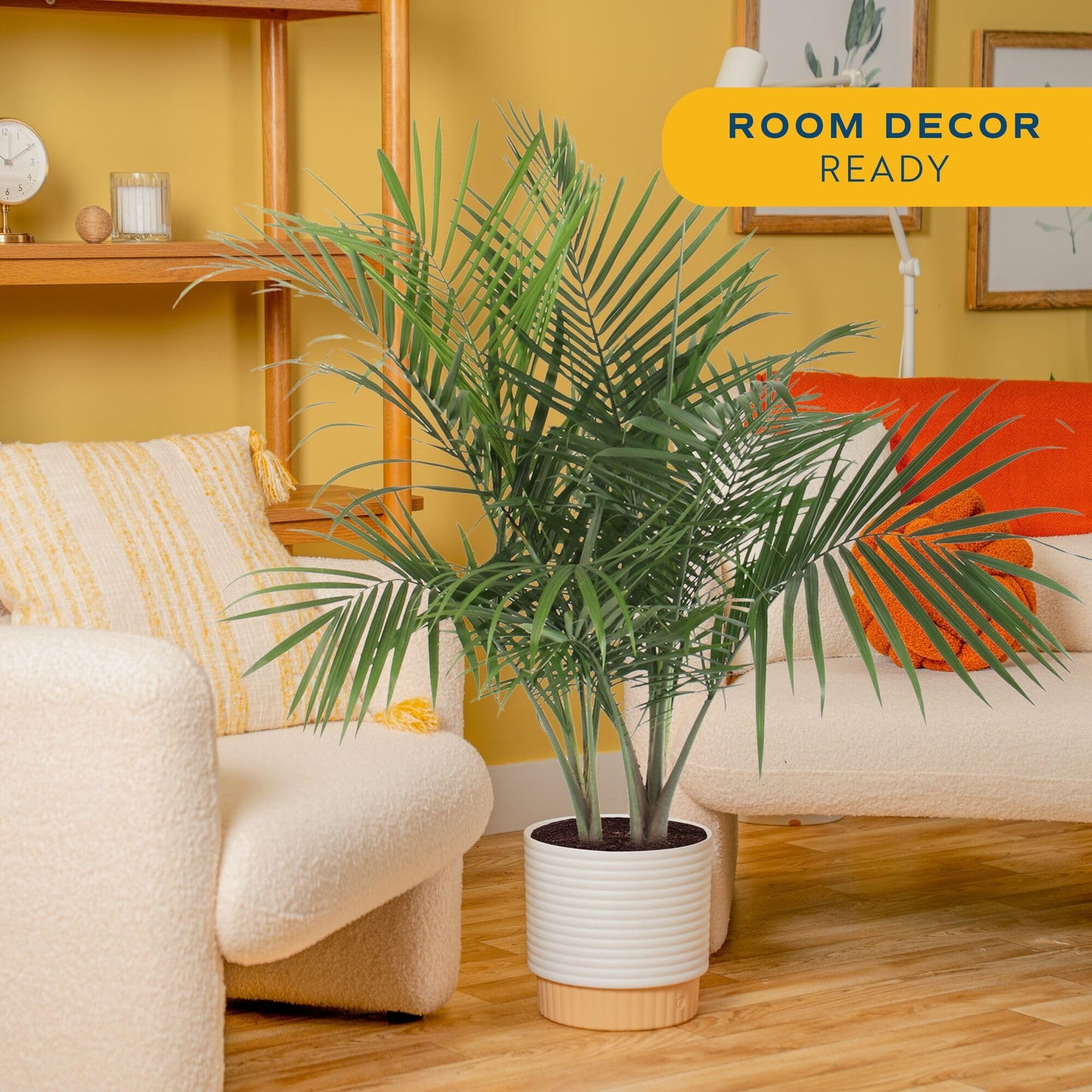Costa Farms Majesty Palm Live Plant in Decorative Pot, Indoor Houseplant, Perfect for Home, Room, or Office Decor, Great House Warming or Birthday Gift, 3-4 Feet Tall