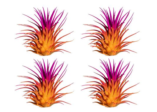 Air Plants - Tillandsia Ionantha - Organically Enhanced Color - Live Arrival Guaranteed - House Plants for Home Decor & Gift (2 Tone 4pk) (2 Tone 4pk Sunrise)