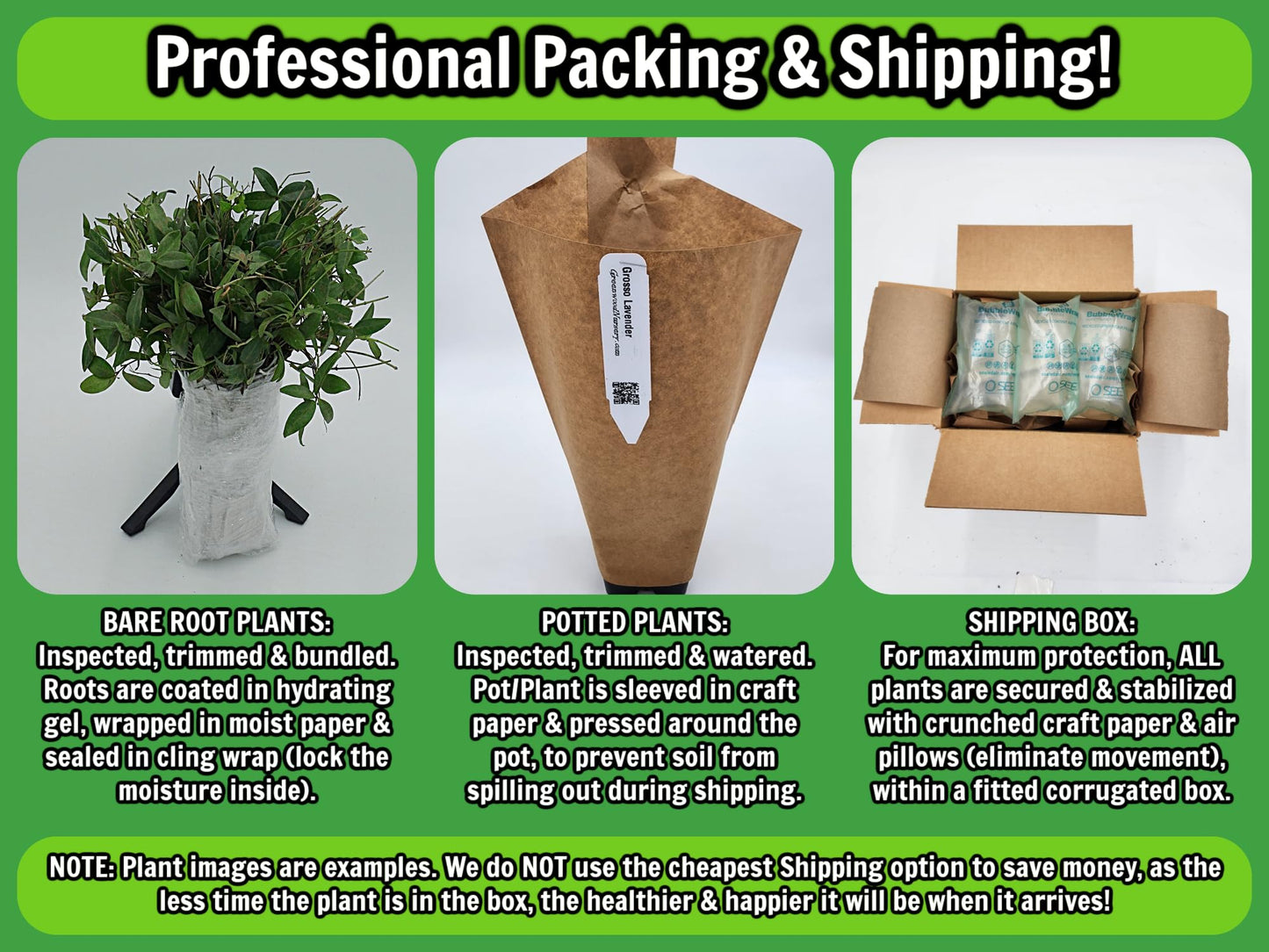 Greenwood Nursery: Live Perennial Plants - Blue False Indigo + Baptisia Australis - [Qty: 2X Pint Pots] - (Click for Other Available Plants/Quantities)