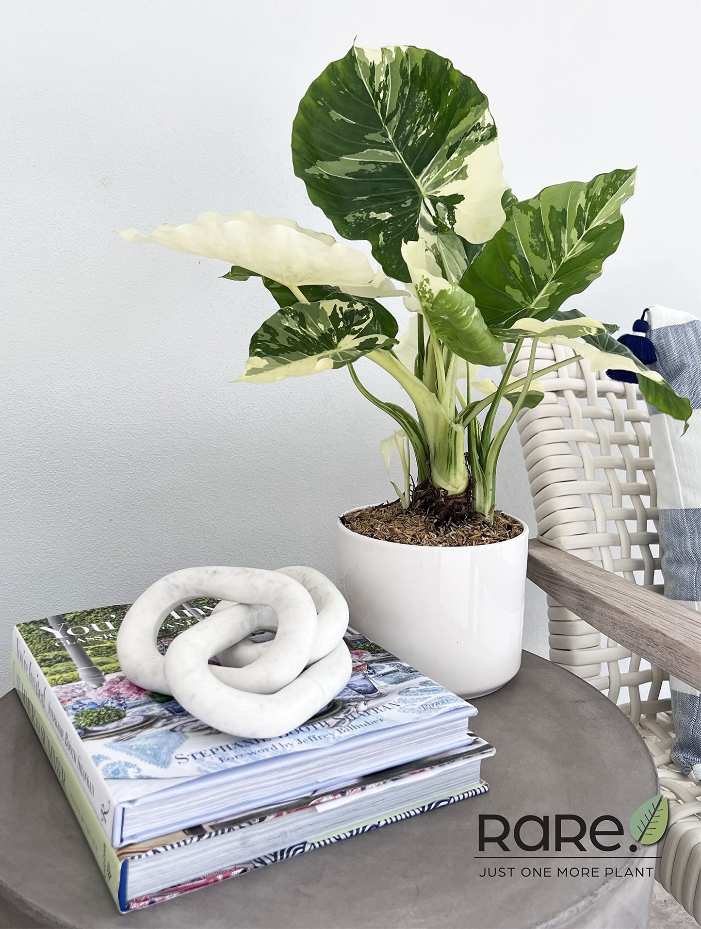 Nature's Way Farms, Alocasia Dawn Variegated, Rare Plant Collection, Live Plant (18-24 in. Tall) in Grower Pot