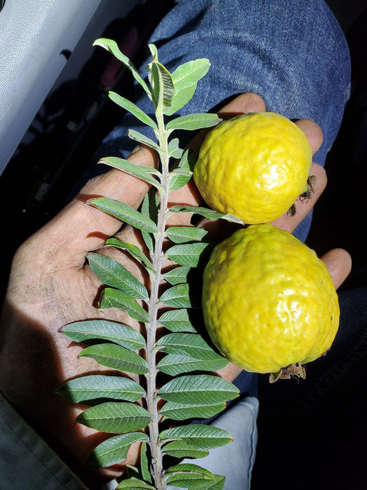 Dwarf Guava Guava Live Plant – 4–6” Tall Nano Leaf Guava – Rare Psidium Guajava Variety – Micro Leaf Guava - Compact, Fast-Growing, Indoor/Outdoor, Container-Friendly – Delicious Fruit