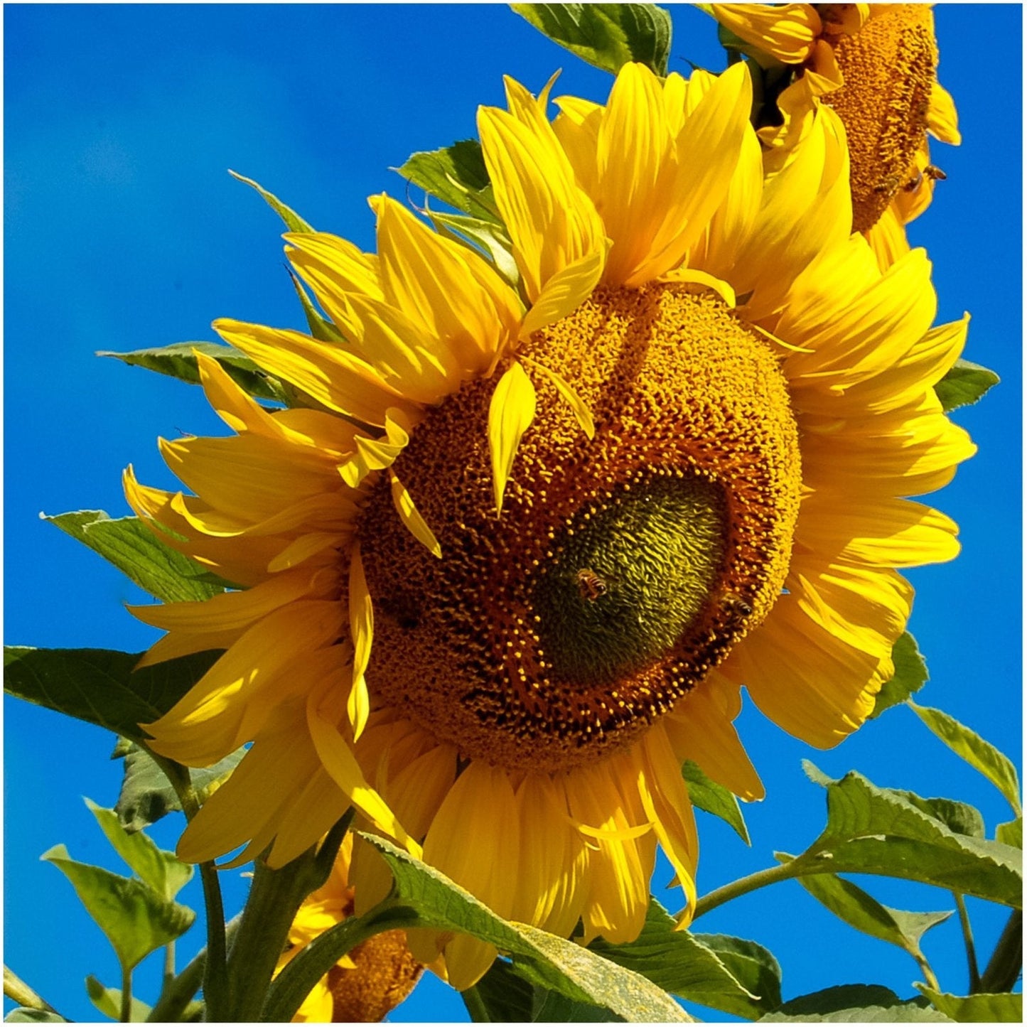 Dirt Goddess Non GMO Bulk Mammoth Grey Stripe Sunflower Seeds - Helianthus Annuus (1 Lb)