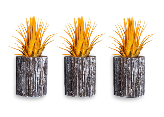 Air Plants - Tillandsia Ionantha - Organically Enhanced Color - Live Arrival Guaranteed - House Plants for Home Decor & Gift (3pk Marigold + White Barrels)