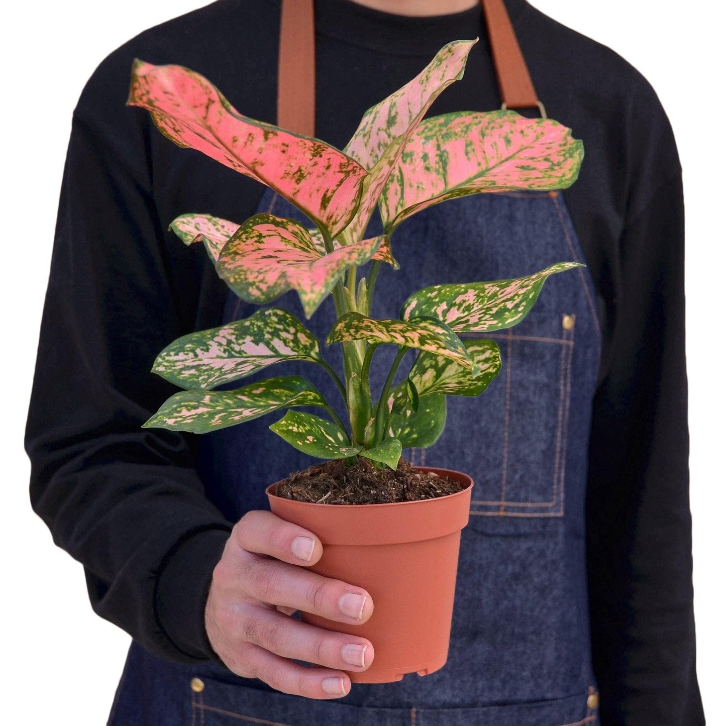 Chinese Evergreen 'Lady Valentine' | Live Plant for Indoor & Outdoor | for Living Room, Office, Bathroom | (4" Pot)