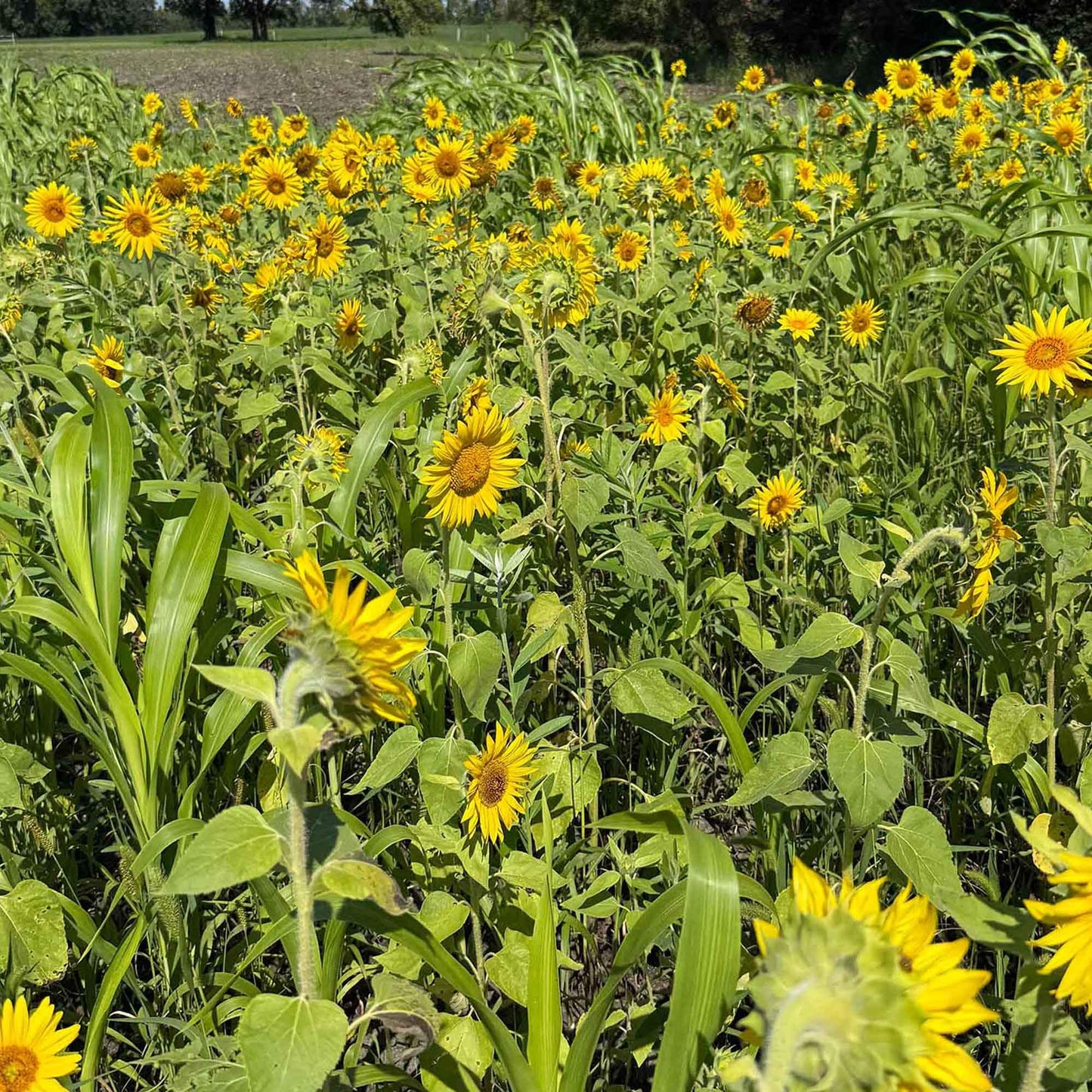 TnT Seed Company Sunflower Seeds for Planting, 5 lb Bag (1/4 Acre), Food Plot Seed for Deer, Birds, Pheasants & Doves, Bulk Sunflower Seeds for Gardens, Pollinators & Cover Crop