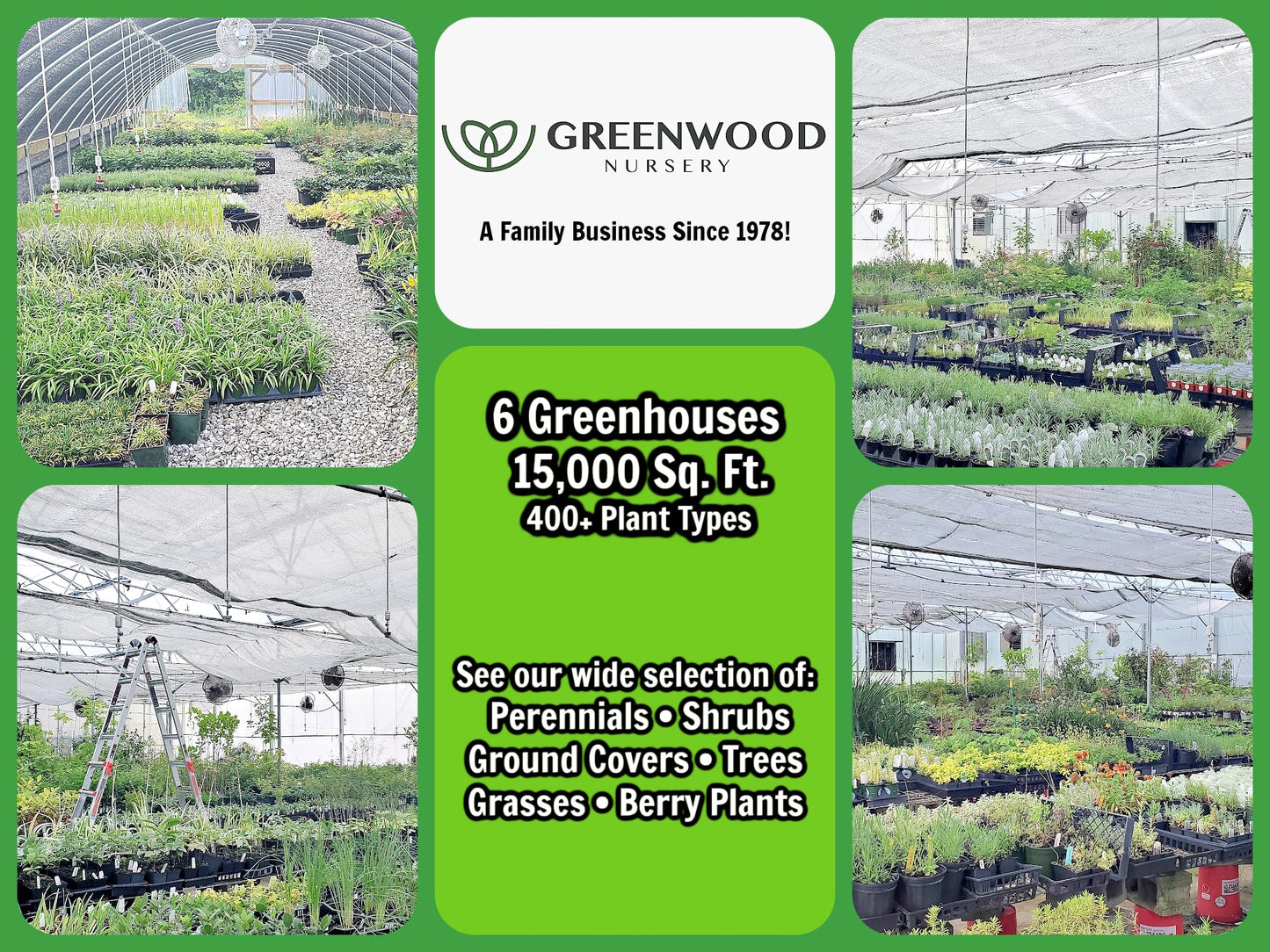 Greenwood Nursery: Live Perennial Plants - Yellow Trumpet Creeper Vine + Campsis Radicans - [Qty: 2X 3.5 Pots] - (Click for Other Available Plants/Quantities)
