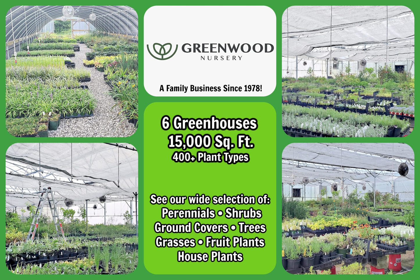 Greenwood Nursery: Live Perennial Plants - Yellow Trumpet Creeper Vine + Campsis Radicans - [Qty: 5X 3.5 Pots] - (Click for Other Available Plants/Quantities)