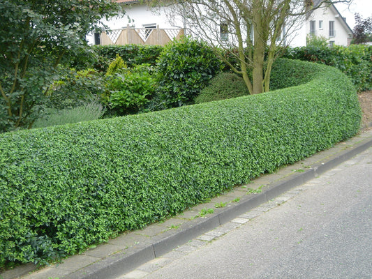 Two Pack of Winter Gem Boxwoods - 2 Live Plants Shipped 1 Foot Tall by DAS Farms