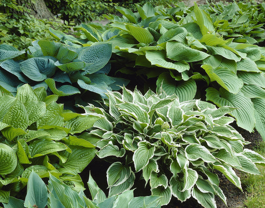 Bloomsz Hosta Mixture (3 Pack)